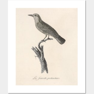 The Prothonotary Warbler Posters and Art